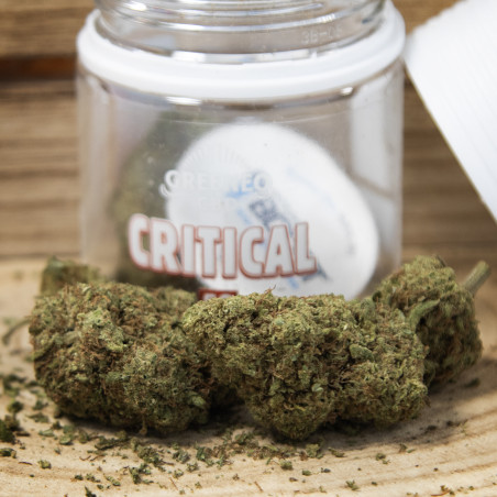 Fleurs de CBD Critical - Greeneo