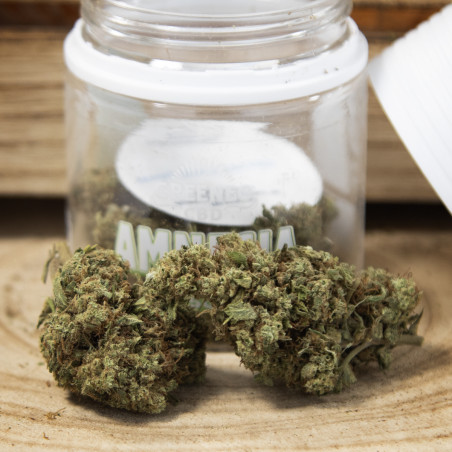 Fleurs de CBD Amnesia  - Greeneo